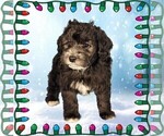 Small Photo #7 Bernedoodle (Miniature) Puppy For Sale in PEYTON, CO, USA