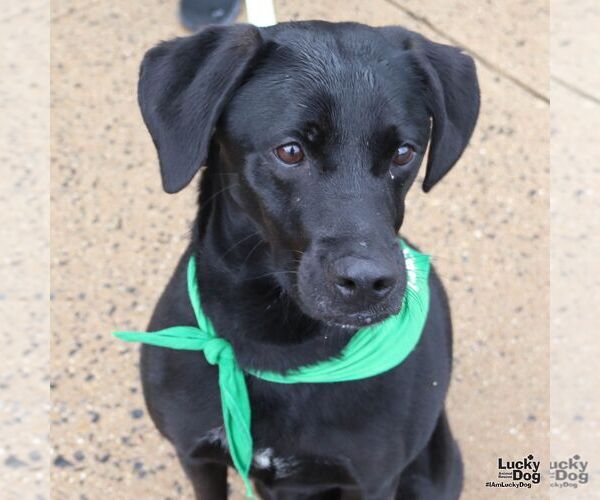 Medium Photo #5 Labrador Retriever-Unknown Mix Puppy For Sale in Washington, DC, USA
