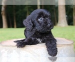Small Photo #6 Aussiedoodle Puppy For Sale in LEXINGTON, AL, USA