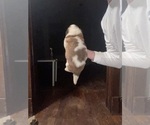 Small #1 Saint Bernard