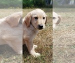 Small #13 Labrador Retriever