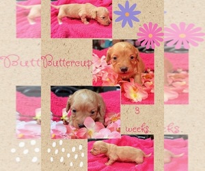 Dachshund Puppy for sale in NACOGDOCHES, TX, USA