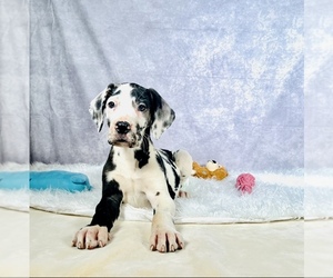 Great Dane Puppy for sale in BIG CANOE, GA, USA