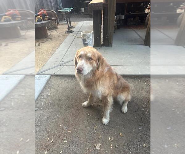 Medium Photo #1 Australian Shepherd-Unknown Mix Puppy For Sale in Woodland, CA, USA