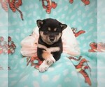 Small Photo #6 Shiba Inu Puppy For Sale in GROVESPRING, MO, USA
