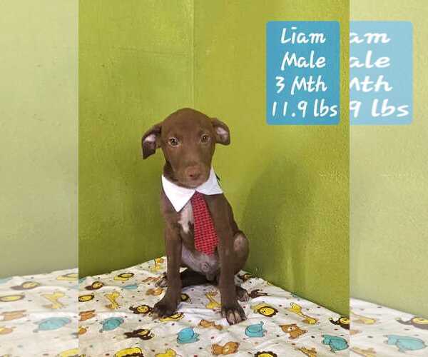 Medium Photo #2 Chocolate Labrador retriever-Unknown Mix Puppy For Sale in NYC, NY, USA