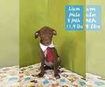 Small #1 Chocolate Labrador retriever Mix