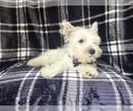 Small #7 West Highland White Terrier