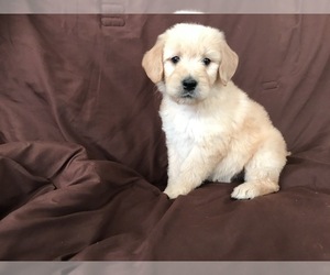 Golden Retriever Puppy for Sale in PARKER, Colorado USA