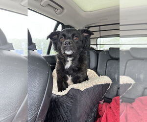 Pug-Spaniel Mix Dogs for adoption in Aurora, IN, USA
