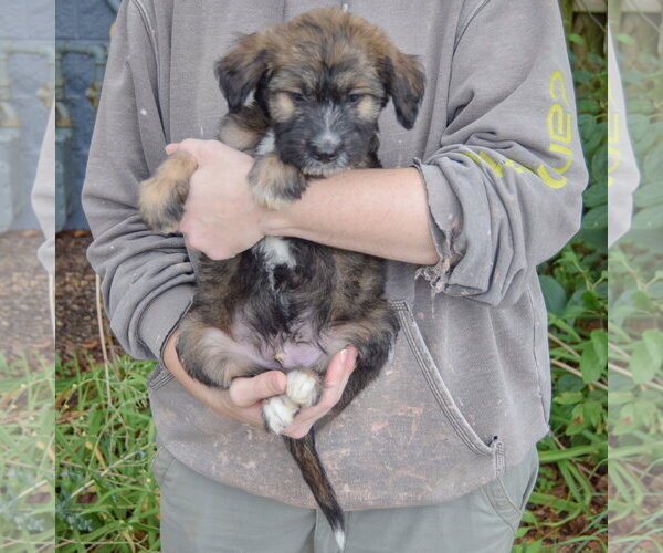 Medium Photo #3 Mutt Puppy For Sale in Huntley, IL, USA