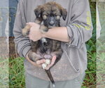Small #2 Mutt