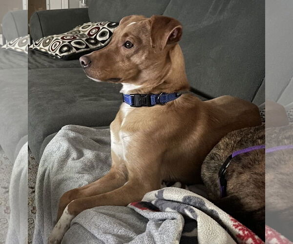 Medium Photo #2 Chihuahua-Unknown Mix Puppy For Sale in Gates Mills, OH, USA