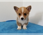 Small Photo #1 Pembroke Welsh Corgi Puppy For Sale in CLARK, MO, USA