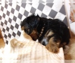 Small Photo #6 Yorkshire Terrier Puppy For Sale in AUSTIN, TX, USA