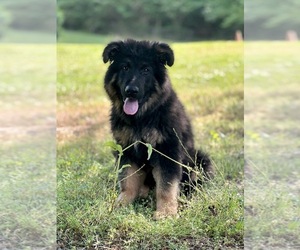 German Shepherd Dog Dog for Adoption in GADSDEN, Alabama USA
