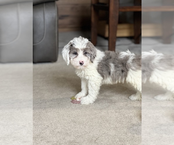 Medium Photo #1 Sheepadoodle Puppy For Sale in MILLERSBURG, OH, USA