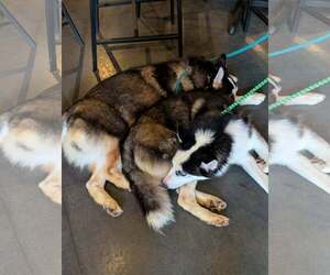 Winnie - Female Siberian Husky-Unknown Mix Dog for Adoption - Photo #2