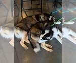 Small #1 Siberian Husky Mix