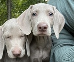 Small Photo #9 Weimaraner Puppy For Sale in MIDDLETOWN, OH, USA