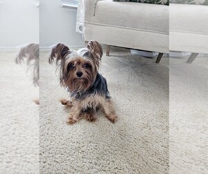 Mother of the Yorkshire Terrier puppies born on 05/17/2025