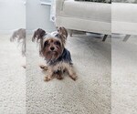 Small Photo #1 Yorkshire Terrier Puppy For Sale in SALEM, OR, USA