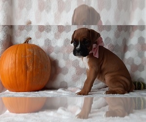 Boxer Puppy for sale in LANCASTER, PA, USA