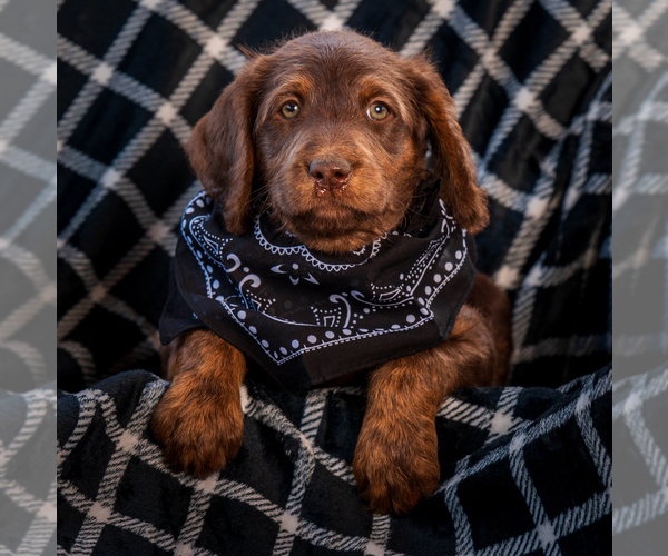 Medium Photo #5 Labradoodle Puppy For Sale in DEEPWATER, MO, USA