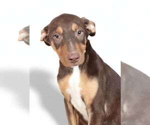 Doberman Pinscher-Unknown Mix Dogs for adoption in Oak Bluffs, MA, USA