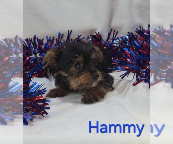 Medium Photo #2 Yorkshire Terrier Puppy For Sale in AZLE, TX, USA