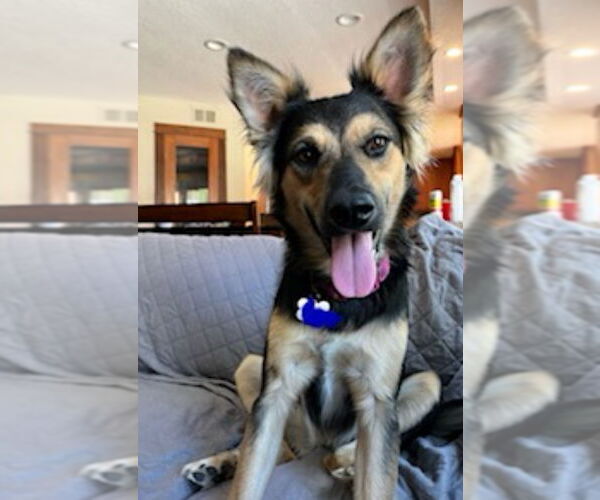 Medium Photo #7 Mutt Puppy For Sale in Dana Point, CA, USA