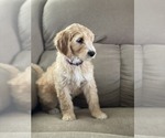 Small Photo #20 Goldendoodle Puppy For Sale in CITRUS HEIGHTS, CA, USA