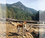 Small #3 Labrador Retriever-Treeing Walker Coonhound Mix
