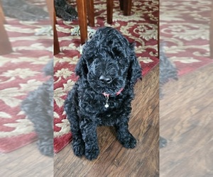 Goldendoodle Litter for sale in SHOW LOW, AZ, USA