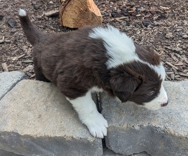 Medium Photo #6 Border Collie Puppy For Sale in HARRISON, ID, USA