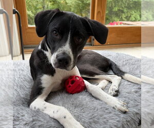Ranger - Male Pointer-Unknown Mix Dog for Adoption - Photo #2