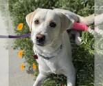 Small #2 Labrador Retriever Mix