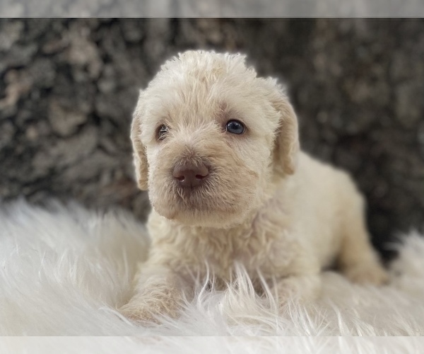 Medium Photo #4 Goldendoodle Puppy For Sale in CANON, GA, USA