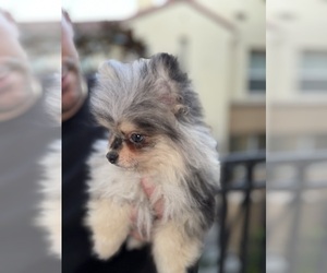 Pomeranian Puppy for Sale in SAN DIEGO, California USA
