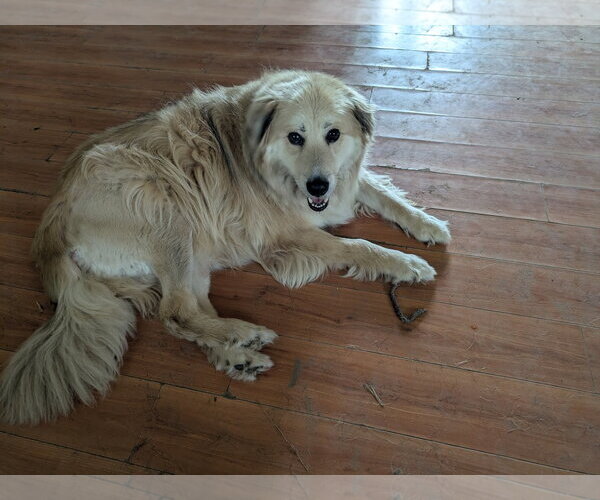 Medium Photo #1 Golden Retriever Puppy For Sale in Orange Grove, TX, USA