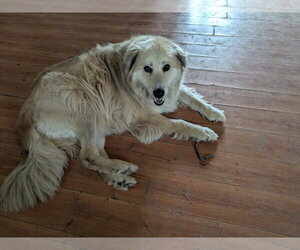 Golden Retriever Dogs for adoption in Orange Grove, TX, USA