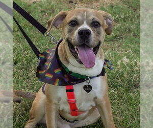 Boxador Dogs for adoption in Lodi, CA, USA