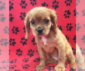 Cavalier King Charles Spaniel Puppy for sale in RUDOLPH, OH, USA
