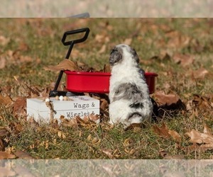 Bernedoodle (Miniature) Puppy for sale in PRAIRIE VIEW, KS, USA