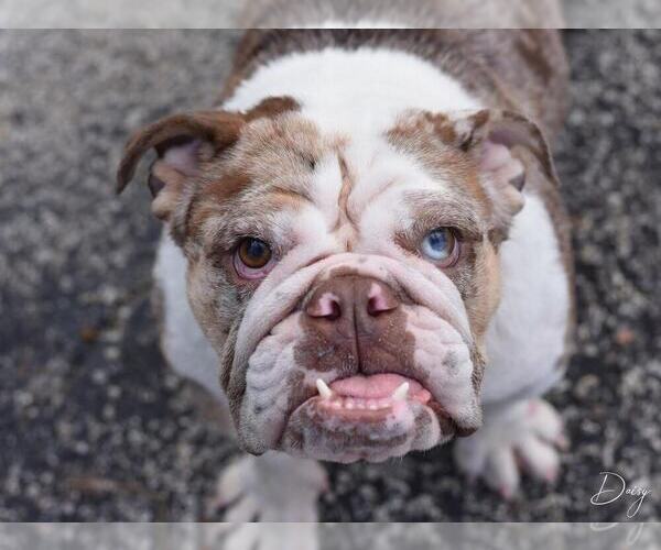 Medium Photo #4 Bulldog-Unknown Mix Puppy For Sale in Brewster, NY, USA