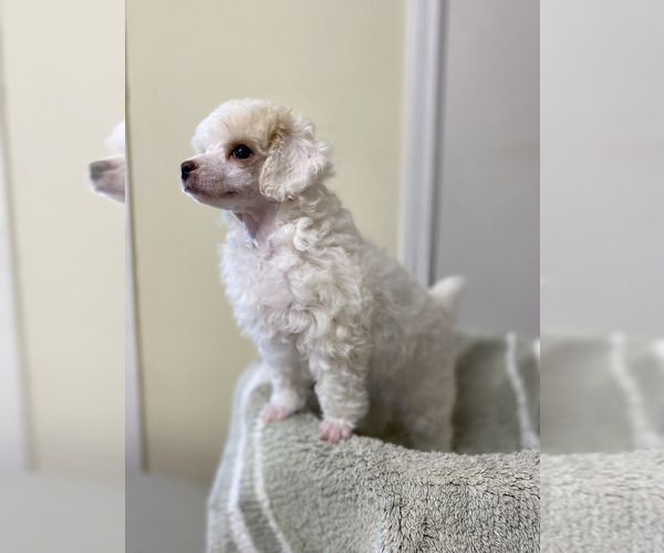 Medium Photo #1 Poodle (Miniature) Puppy For Sale in ADAMSVILLE, TN, USA