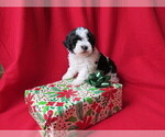 Small Photo #6 Poovanese Puppy For Sale in SHELBY, OH, USA