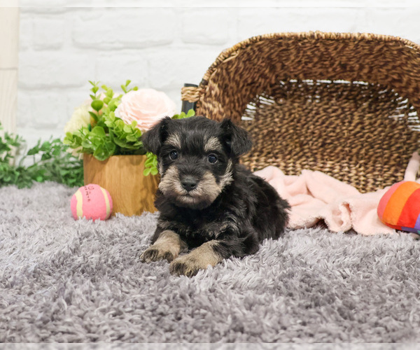 Medium Photo #2 Schnauzer (Miniature) Puppy For Sale in SYRACUSE, IN, USA