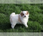 Puppy Lola Pom-A-Poo
