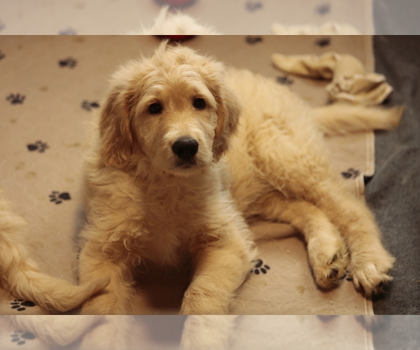 Medium Photo #3 Goldendoodle Puppy For Sale in HACKENSACK, NJ, USA